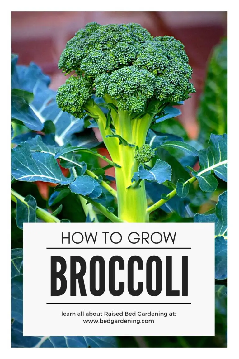 How to Grow Broccoli in Your Raised Beds? Bed Gardening