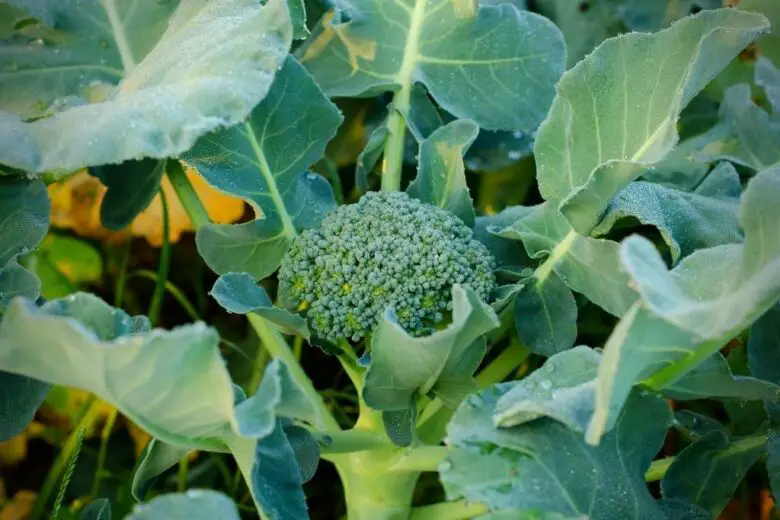 How to Grow Broccoli in Your Raised Beds? Bed Gardening