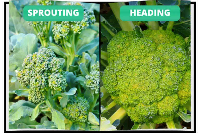 How to Grow Broccoli in Your Raised Beds? Bed Gardening