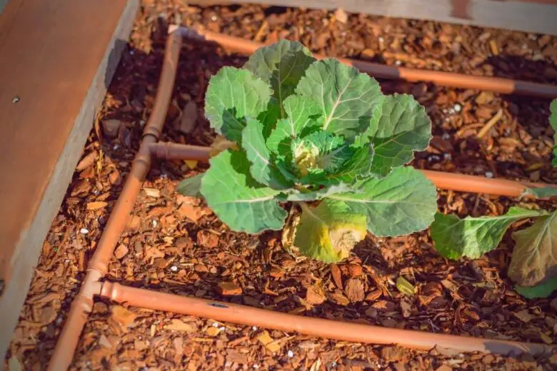 How to Grow Broccoli in Your Raised Beds? Bed Gardening
