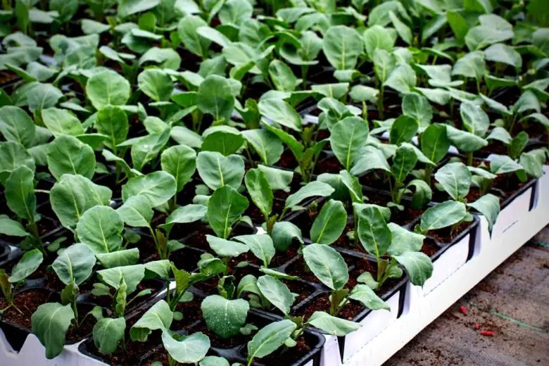 How to Grow Broccoli in Your Raised Beds? Bed Gardening