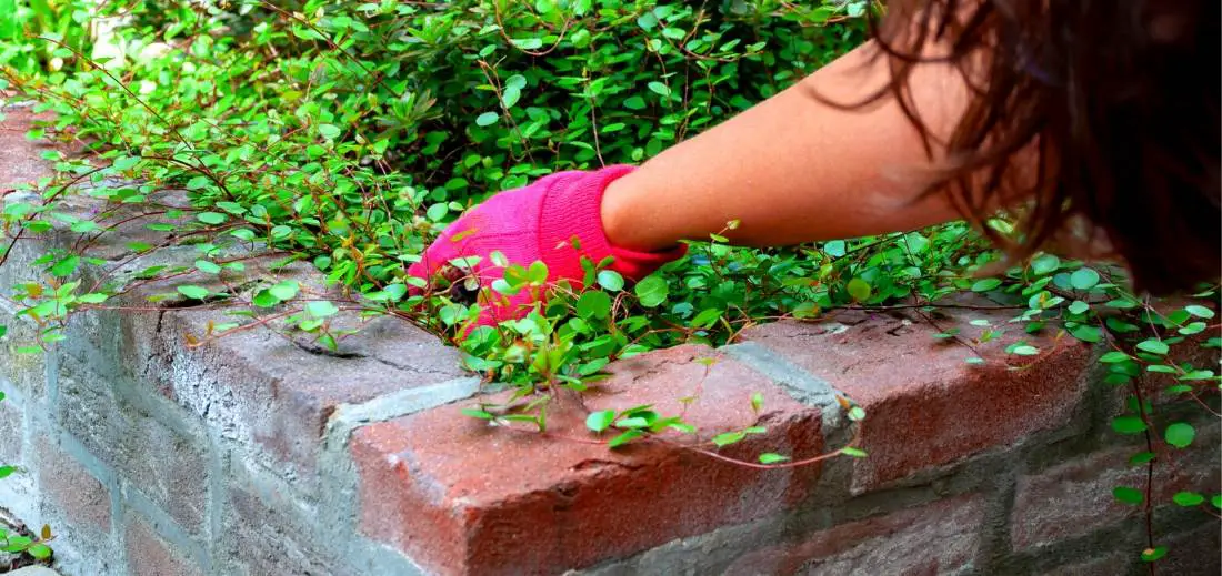How To Fill Your Tall Raised Beds With Best Material? Bed Gardening
