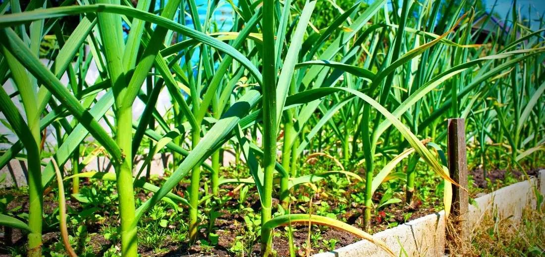 Easy Way Of Growing Garlic in Raised Beds Bed Gardening