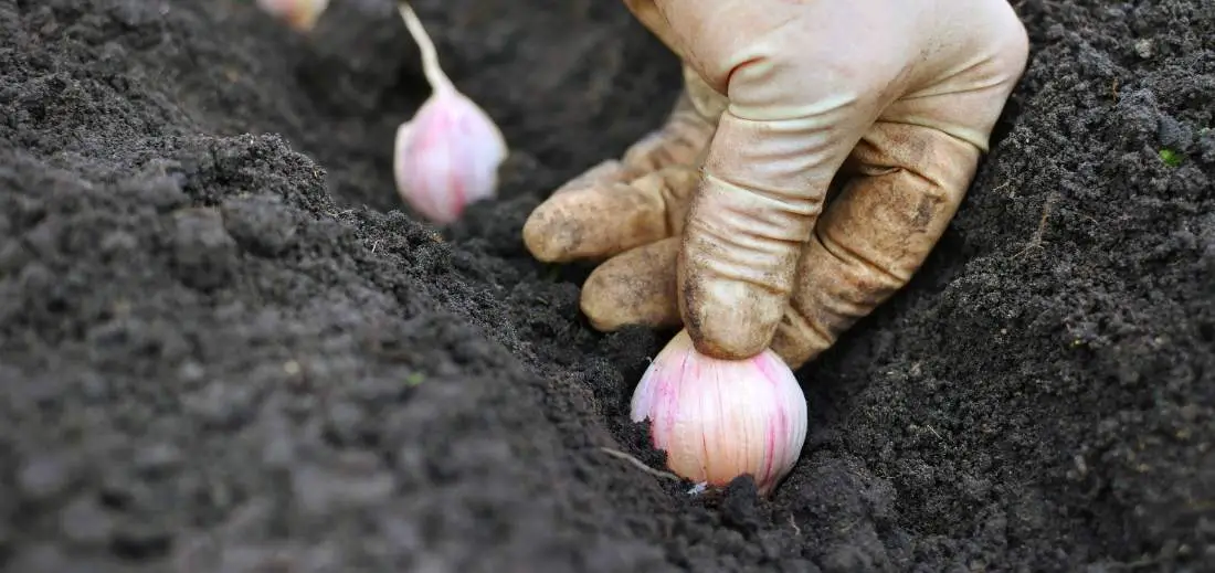 Easy Way Of Growing Garlic in Raised Beds Bed Gardening