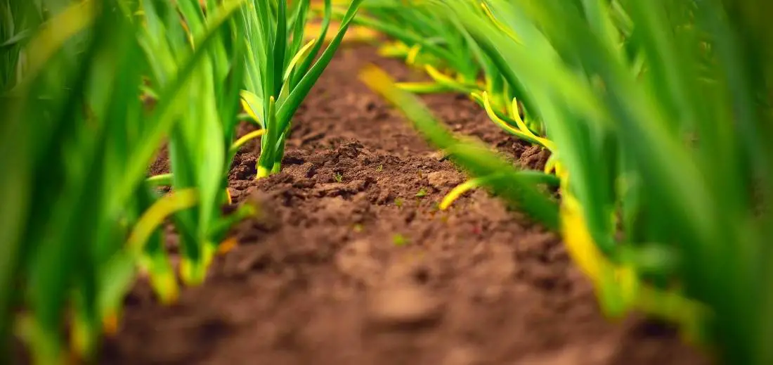Easy Way Of Growing Garlic in Raised Beds Bed Gardening