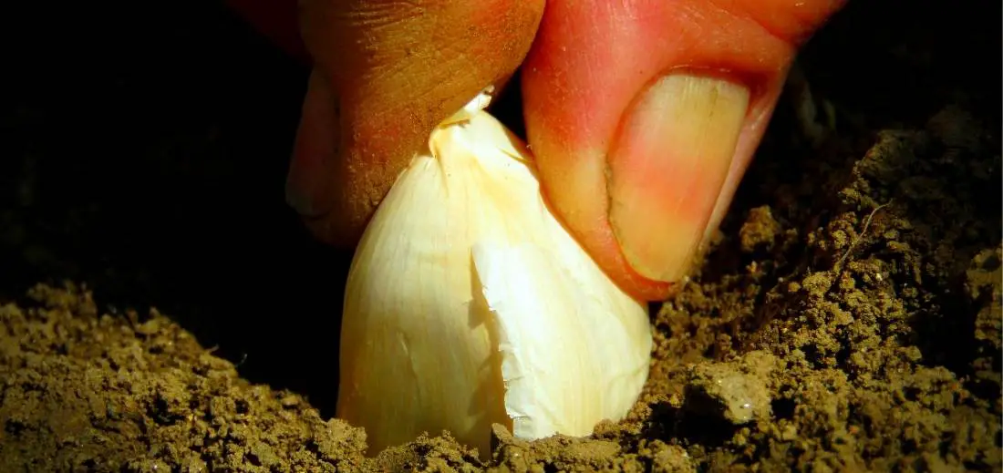 Easy Way Of Growing Garlic in Raised Beds Bed Gardening