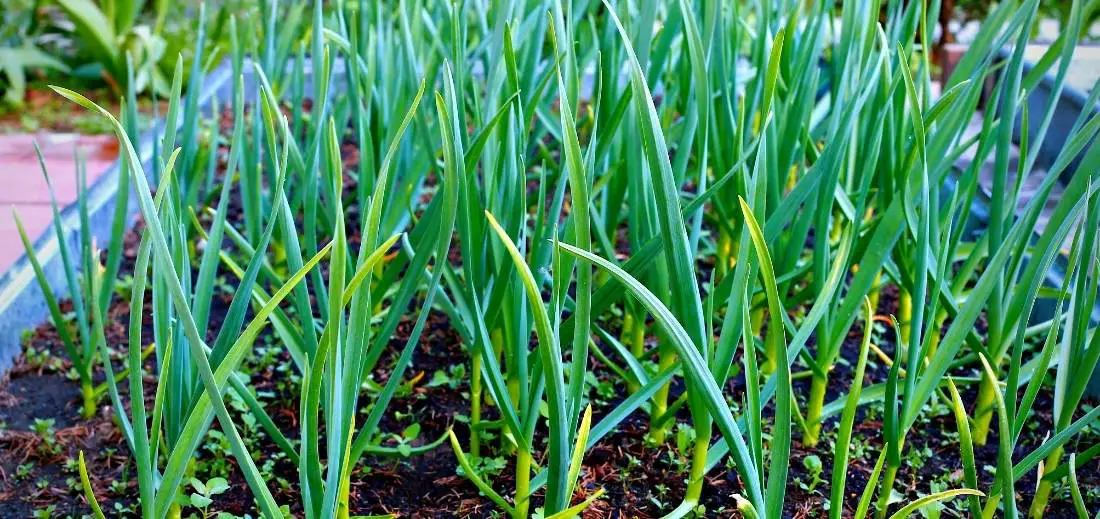 Easy Way Of Growing Garlic in Raised Beds Bed Gardening