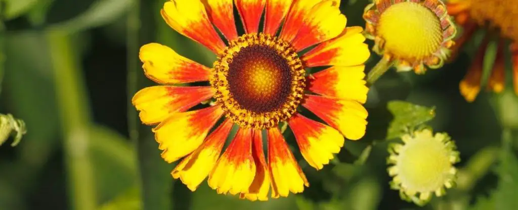 Blanket Flower (Gaillardia)