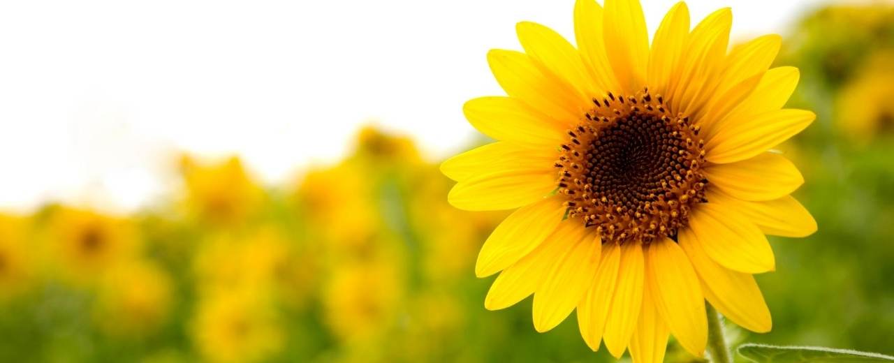 What Flowers to Plant in Raised Beds? Bed Gardening