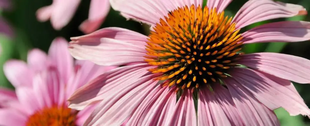 Coneflowers