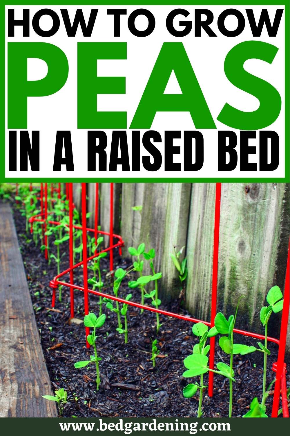 How to Grow Peas in Raised Beds Bed Gardening
