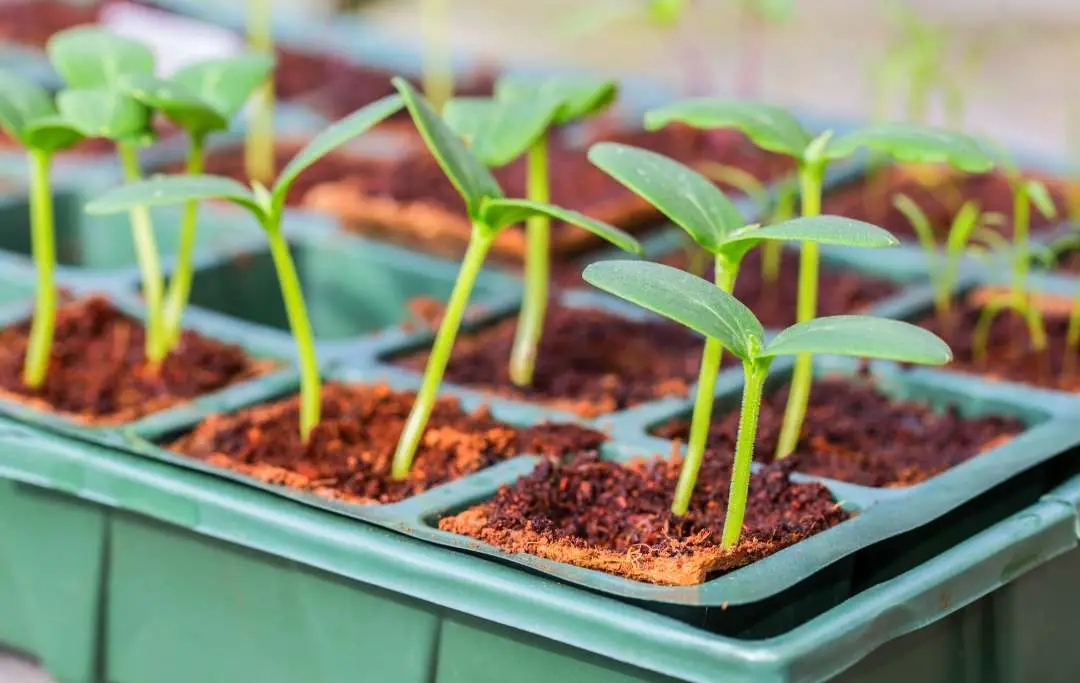 How to Grow Cucumber in Raised Beds Bed Gardening