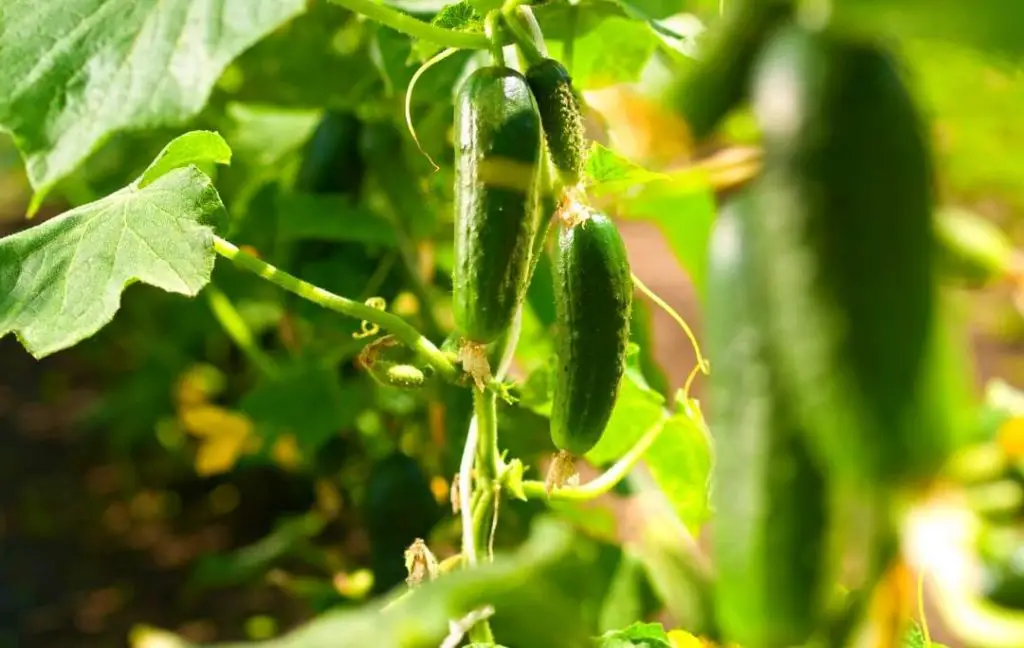 How to Grow Cucumber in Raised Beds