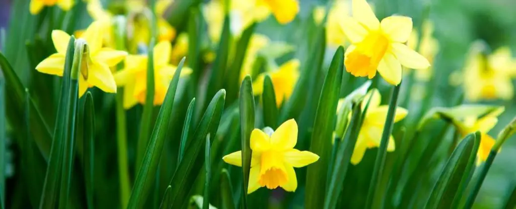 Daffodils