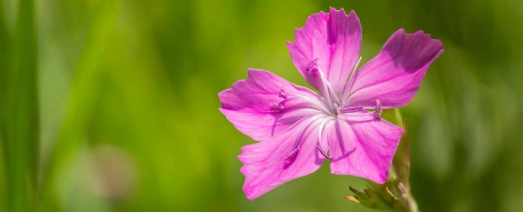 Dianthus