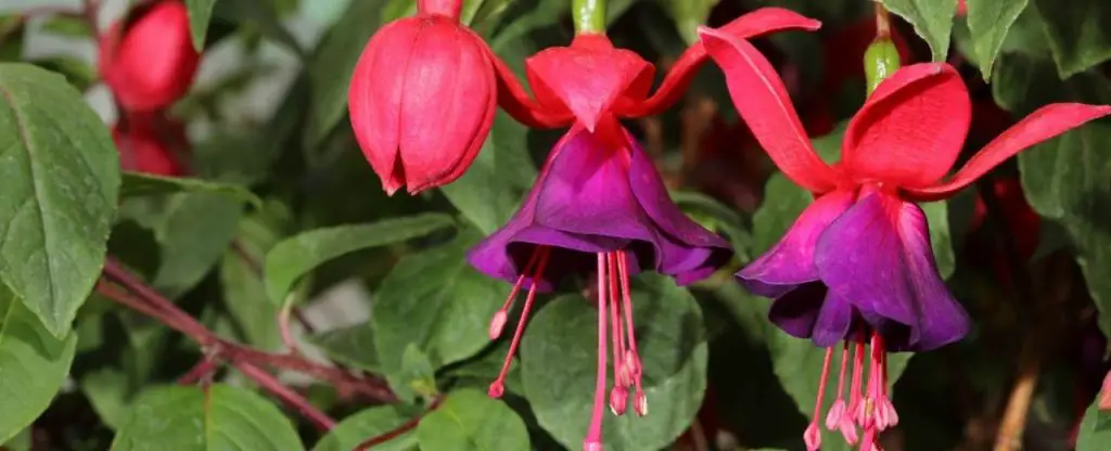 Fuchsias