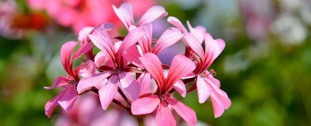 Geraniums