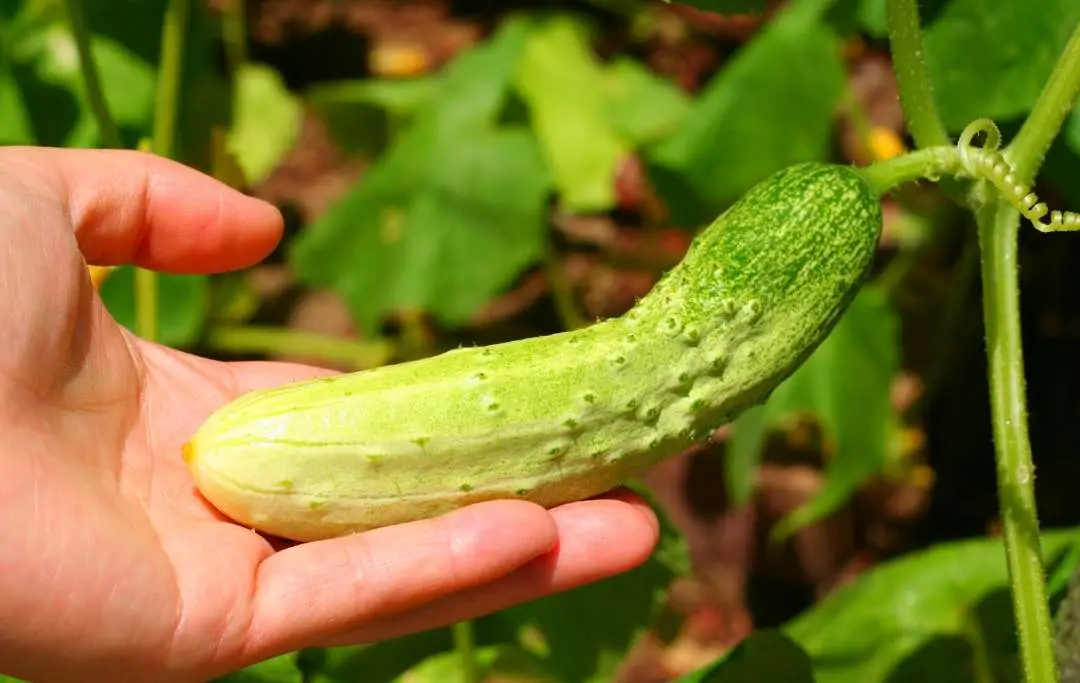 How to Grow Cucumber in Raised Beds Bed Gardening