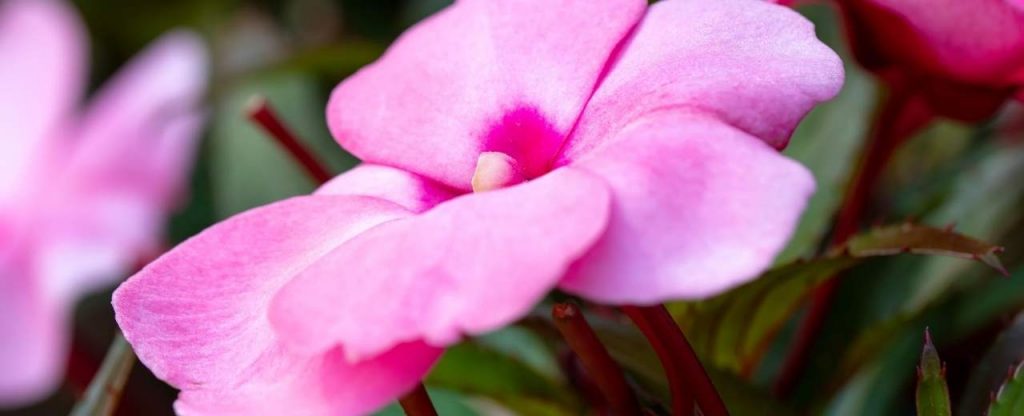 Impatiens