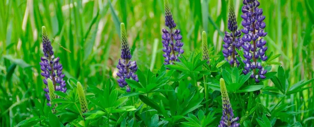 Lupines