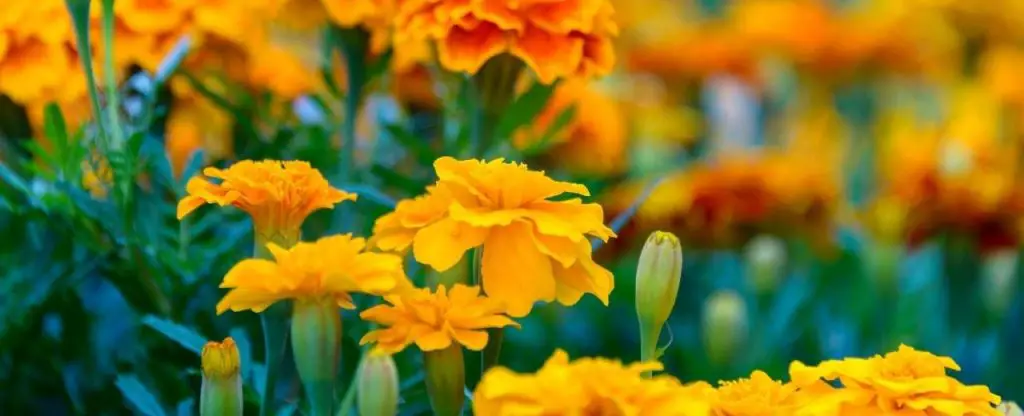 Marigolds