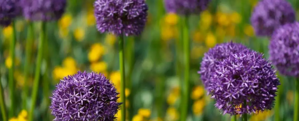 Ornamental Onions(Allium)