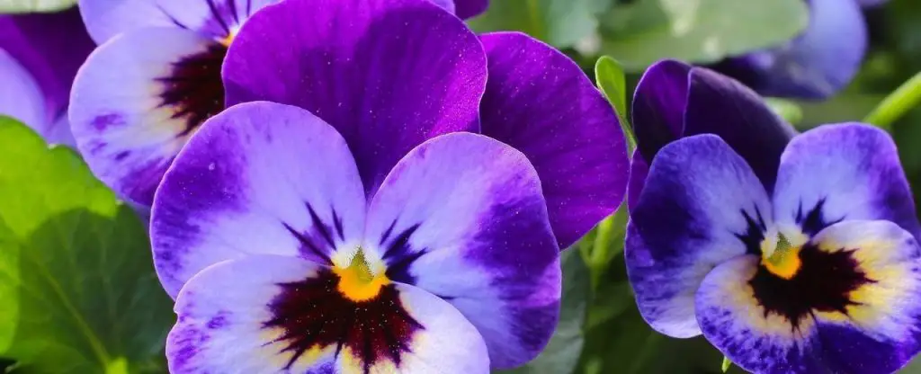 Pansies