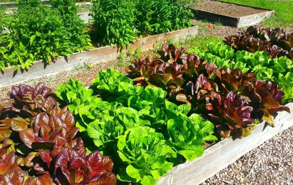 raised bed gardening tips