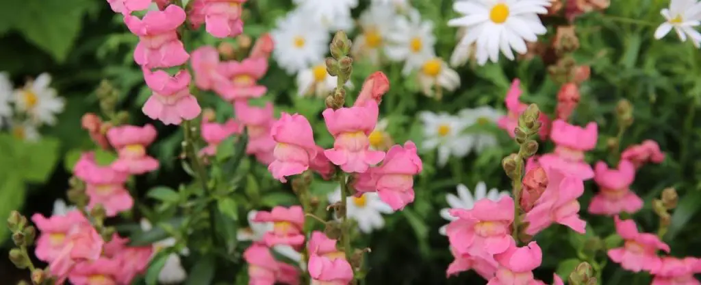 Snapdragons