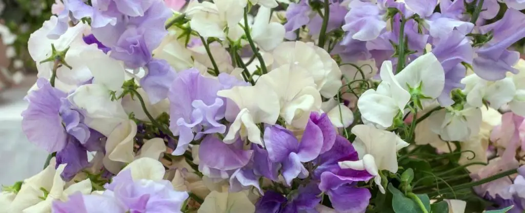 Sweet Peas