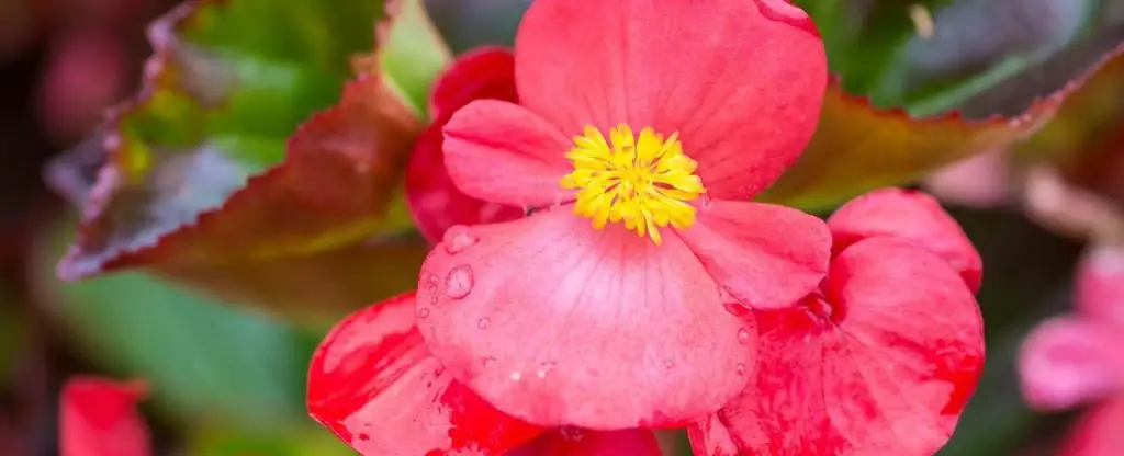 Wax Begonias