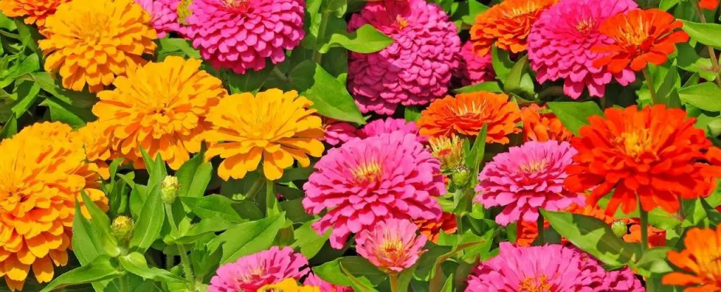 Zinnias