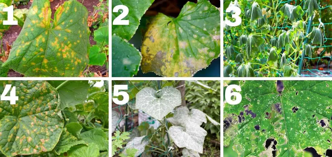 How to Grow Cucumber in Raised Beds Bed Gardening