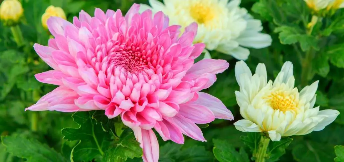 Best Annuals Flowers For Raised Beds Bed Gardening