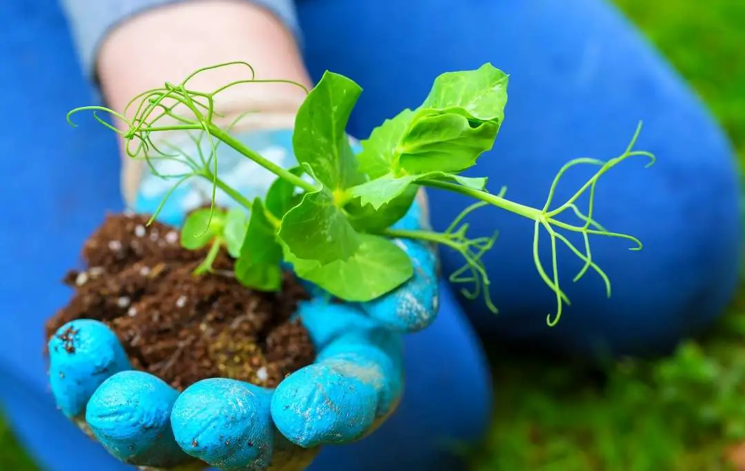 How to Grow Peas in Raised Beds Bed Gardening