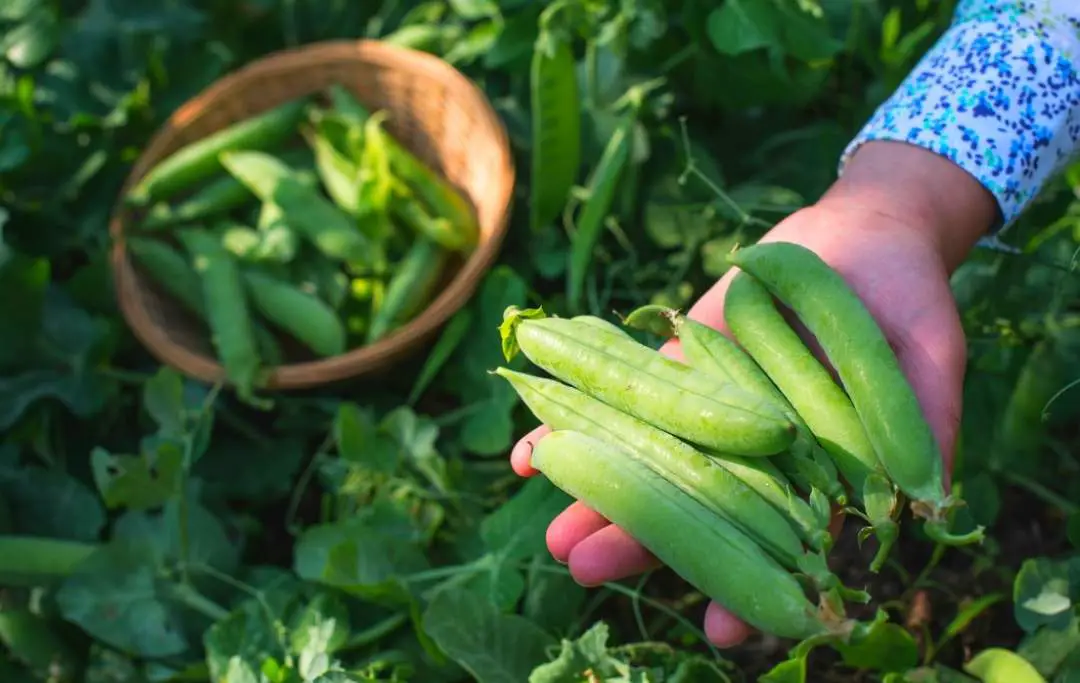 How to Grow Peas in Raised Beds Bed Gardening