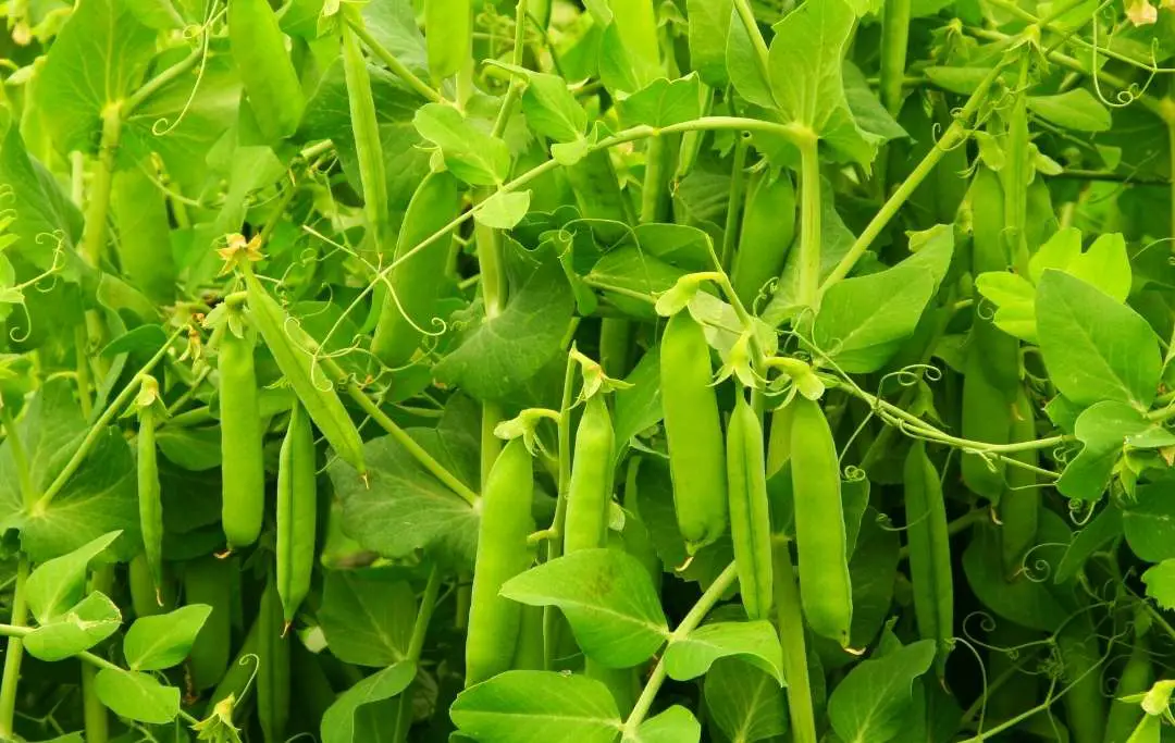 How to Grow Peas in Raised Beds Bed Gardening