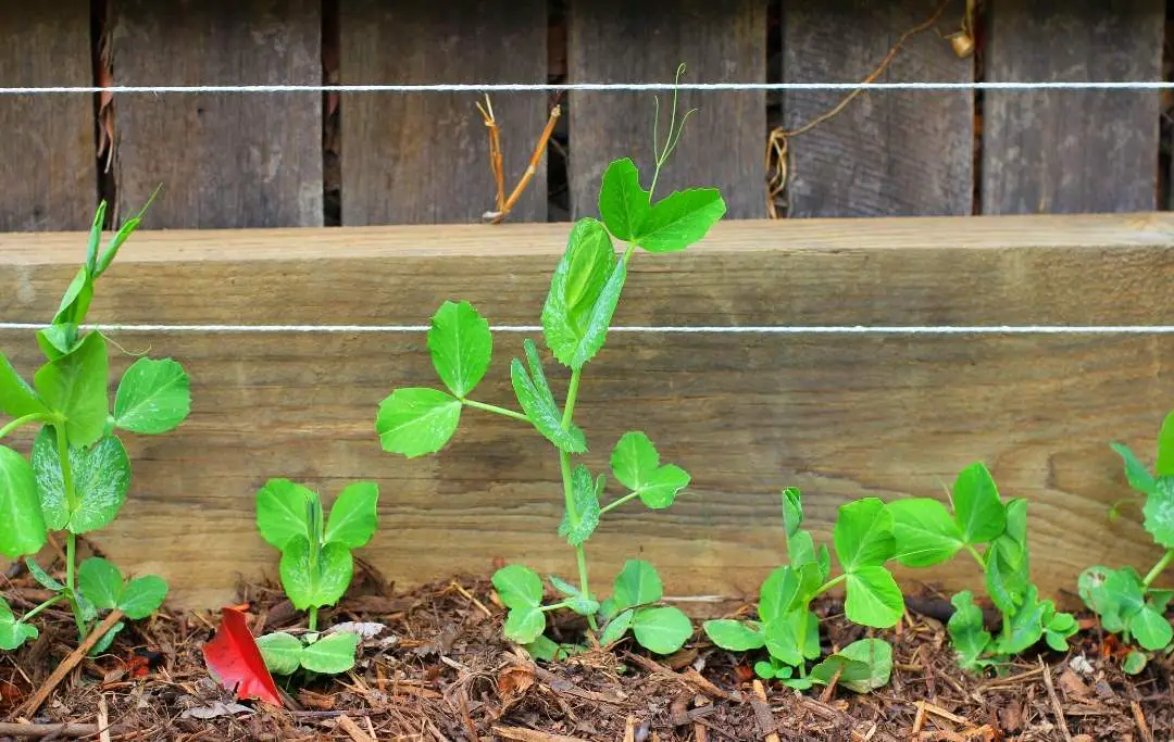 How to Grow Peas in Raised Beds Bed Gardening