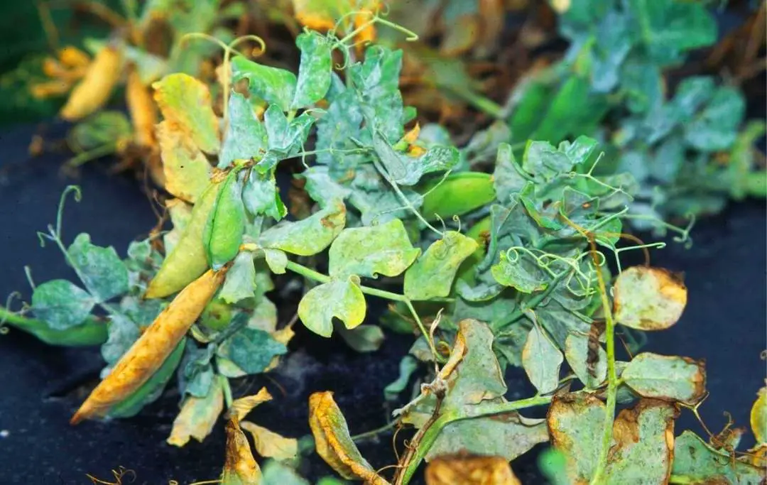 How to Grow Peas in Raised Beds Bed Gardening