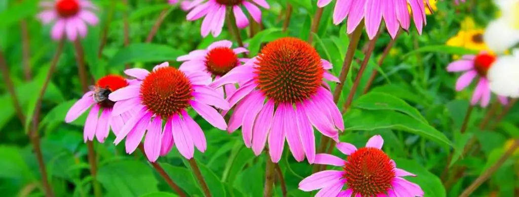 Coneflower