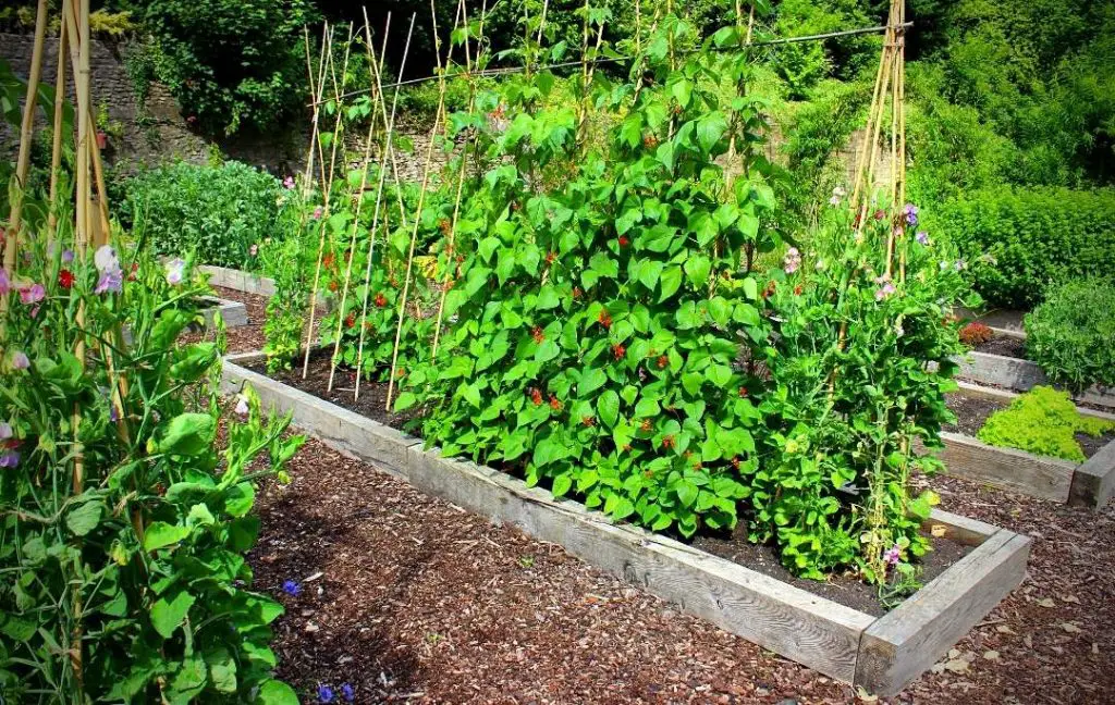 28 Best vegetables to grow in a small raised bed – Bed Gardening