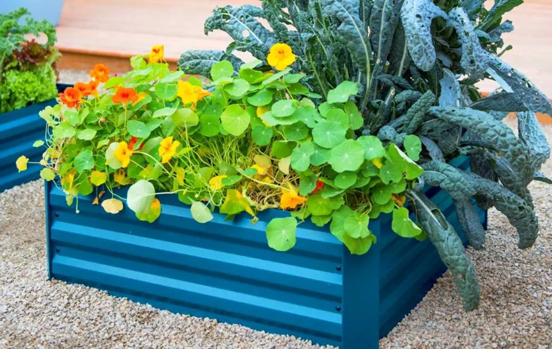 5 BEST METAL RAISED GARDEN BEDS Bed Gardening