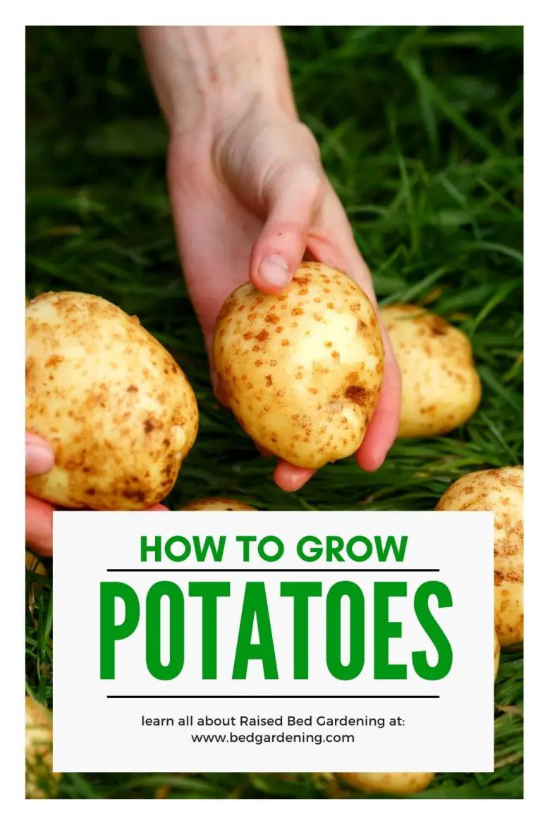 AN EASY WAY TO GROW POTATOES IN RAISED BED Bed Gardening