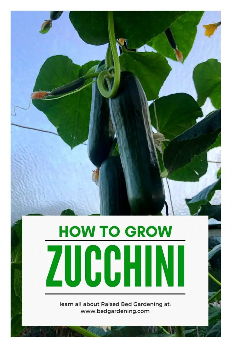 HOW TO GROW ZUCCHINI IN A RAISED GARDEN BED? Bed Gardening