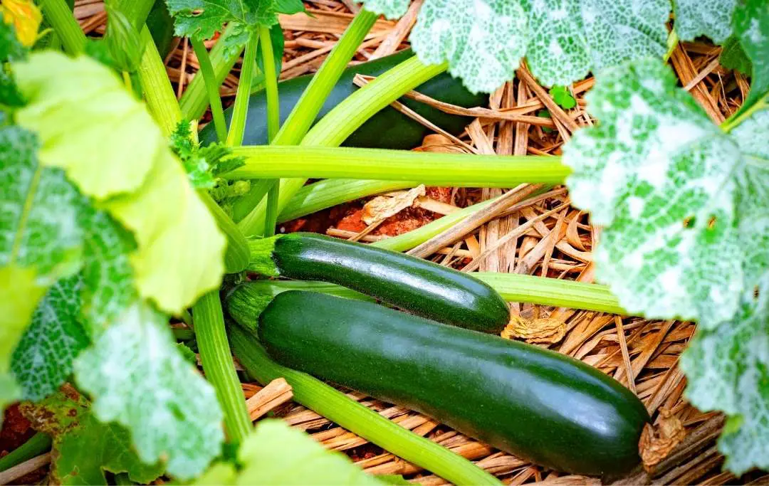 zucchini garden planner