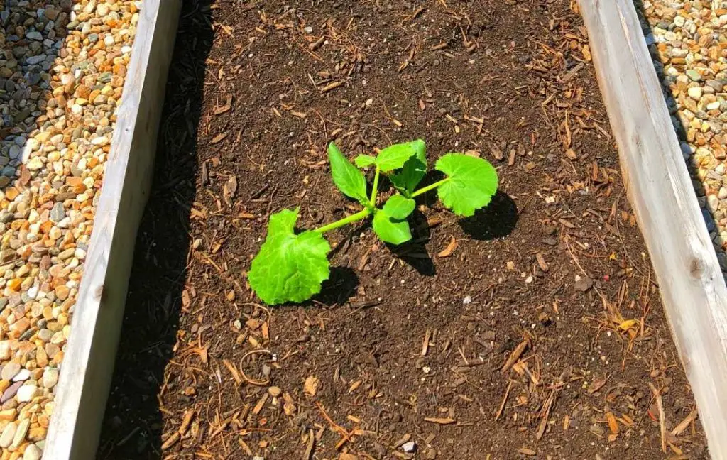 HOW TO GROW ZUCCHINI IN A RAISED GARDEN BED?