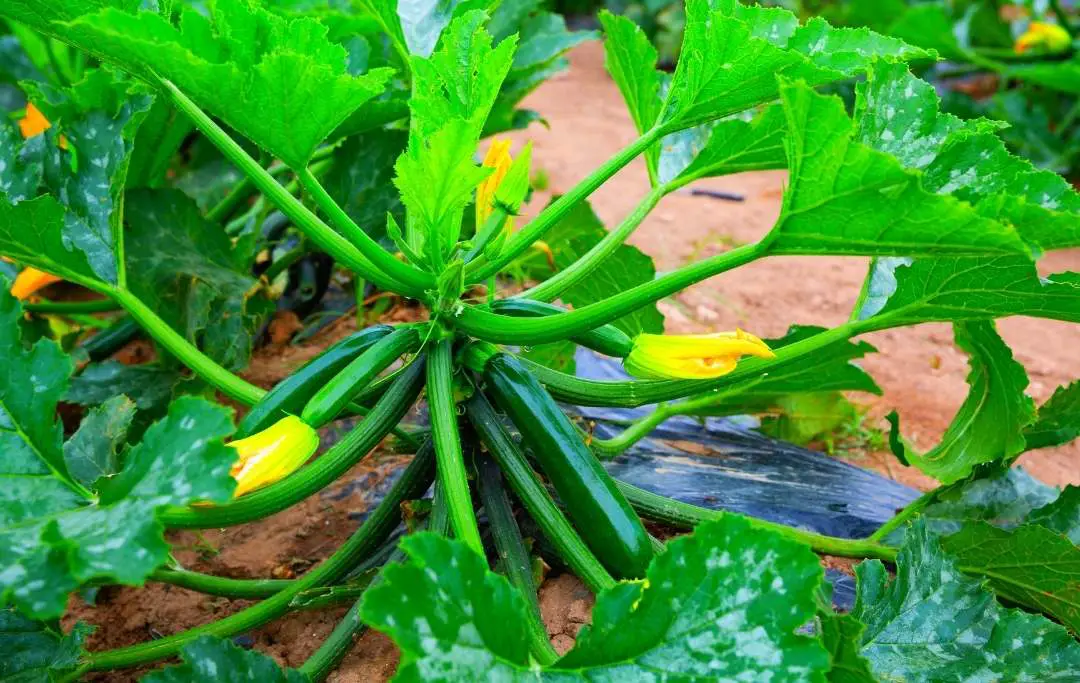 HOW TO GROW ZUCCHINI IN A RAISED GARDEN BED? Bed Gardening