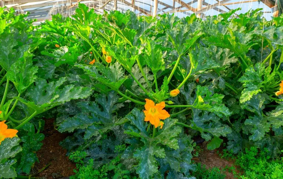 HOW TO GROW ZUCCHINI IN A RAISED GARDEN BED? Bed Gardening