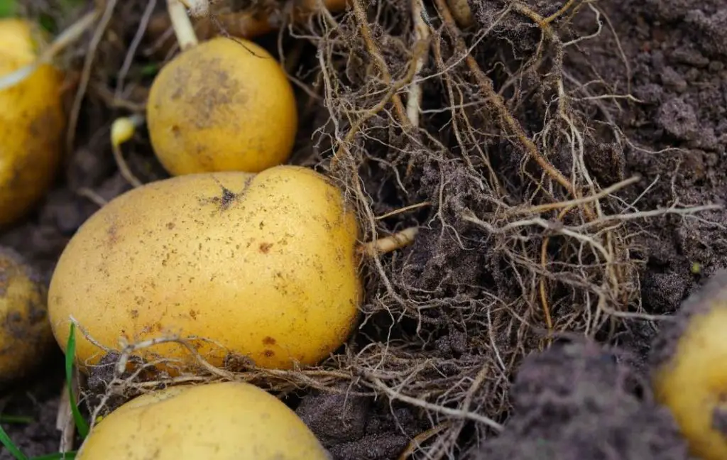 AN EASY WAY TO GROW POTATOES IN RAISED BED