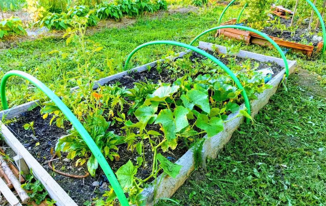 Raised Bed Gardening